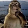 grizzle1