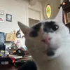 julia141.4