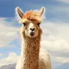lama_land