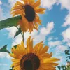 sunshine___blossom