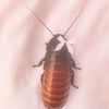 cockroach2318