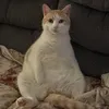lilymoriarity