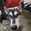 kobe_zachary