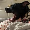 hadleythestaffy