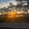 seedo_24