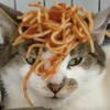 spaggcat