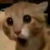 megamoonpie