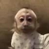 thisisnotchloo