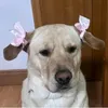 gasior_ola