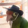 lolheeheelolhee