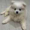 beathefluffypom