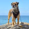 kida.the.borderterrier