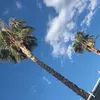 devinxela