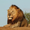 lion_0110a