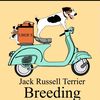 Uber's Jack Russell Terrier