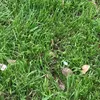 daisyadelaxo
