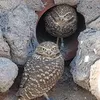 idiotsinstereo