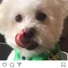 pang_kat1