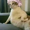 raespage