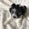 puppyluv2020
