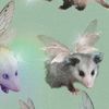 hissingpossum