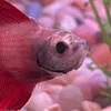 4redshrimps