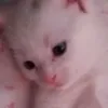 csicskatar