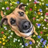 noortherescue