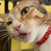 gatologic
