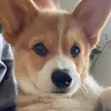 heinothecorgi