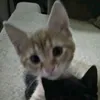 isleonie_