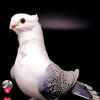 assser_alagnabii_919_
