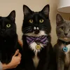 the3stooooges