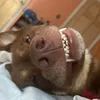humanqtip