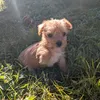 duffieandbowiedog