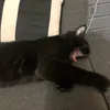 cutevideos33682