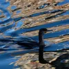 ilikebirds084