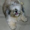 hattdoggka