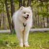 finnthesamoyed