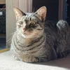 bugbearr
