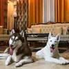 lunaghost_huskies