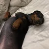 roseeeliza