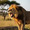 Ialions