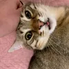 cupcookiie