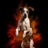 toontheastpointer