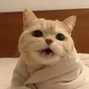 catlinh_