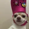 giovanacolinsi