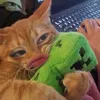 babypotatoes6
