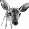 fawntsys