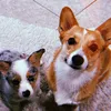 butter_the_corgi